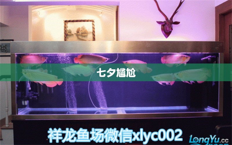 七夕尷尬 其它水族用具設(shè)備 第11張