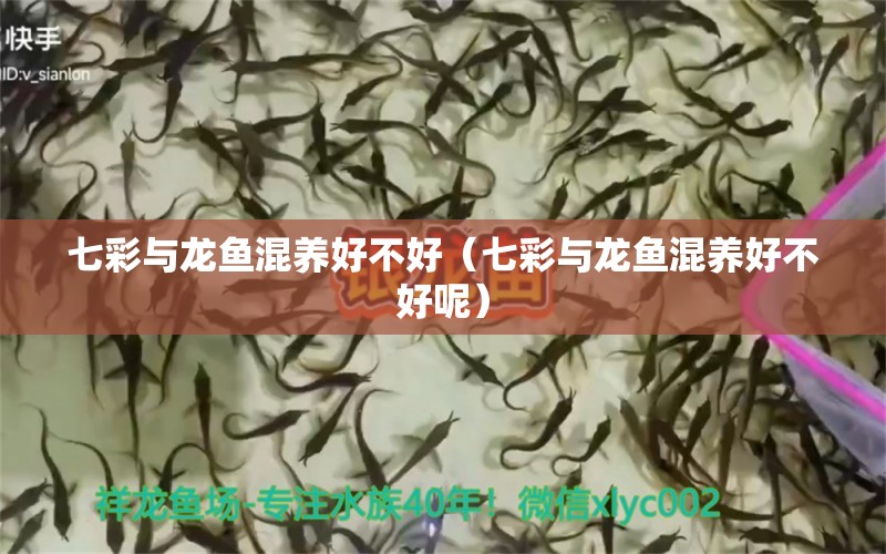 七彩與龍魚混養(yǎng)好不好（七彩與龍魚混養(yǎng)好不好呢） 廣州龍魚批發(fā)市場