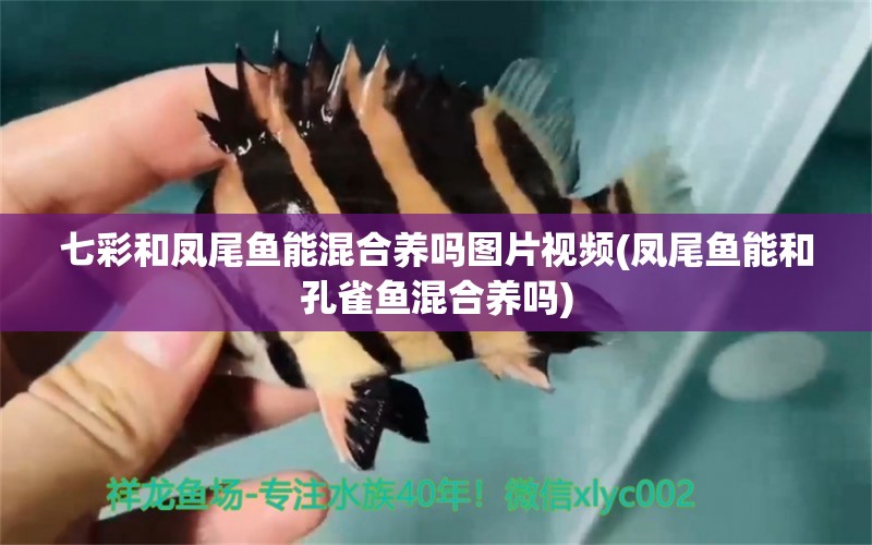 七彩和鳳尾魚(yú)能混合養(yǎng)嗎圖片視頻(鳳尾魚(yú)能和孔雀魚(yú)混合養(yǎng)嗎) 一眉道人魚(yú)