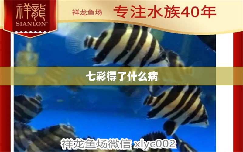 七彩得了什么病 龍魚疾病與治療