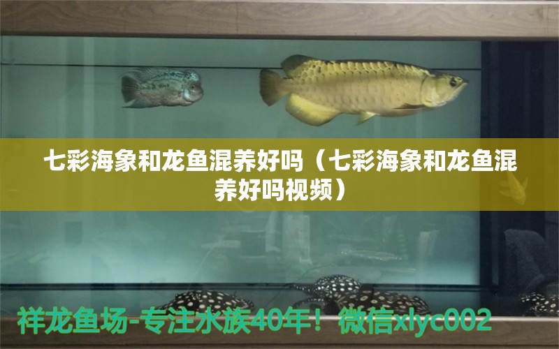 七彩海象和龍魚混養(yǎng)好嗎（七彩海象和龍魚混養(yǎng)好嗎視頻）