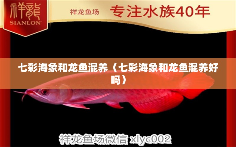 七彩海象和龍魚混養(yǎng)（七彩海象和龍魚混養(yǎng)好嗎）