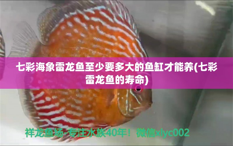 七彩海象雷龍魚(yú)至少要多大的魚(yú)缸才能養(yǎng)(七彩雷龍魚(yú)的壽命) 檸檬鯽