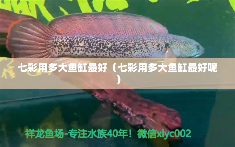 七彩用多大魚(yú)缸最好（七彩用多大魚(yú)缸最好呢）