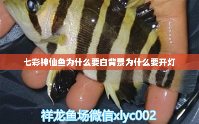 七彩神仙魚為什么要白背景為什么要開燈 野彩魚