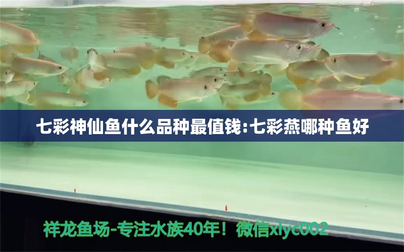 七彩神仙魚什么品種最值錢:七彩燕哪種魚好 七彩神仙魚