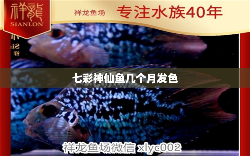 七彩神仙魚(yú)幾個(gè)月發(fā)色 印尼紅龍魚(yú) 第2張