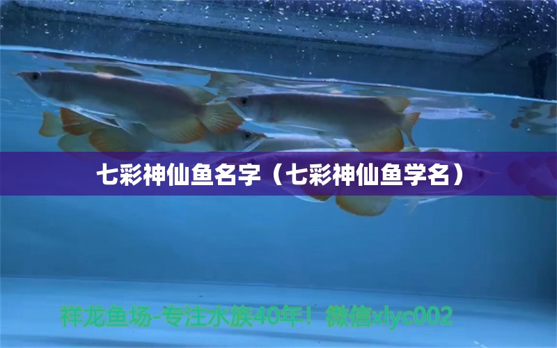 七彩神仙魚名字（七彩神仙魚學(xué)名） 七彩神仙魚