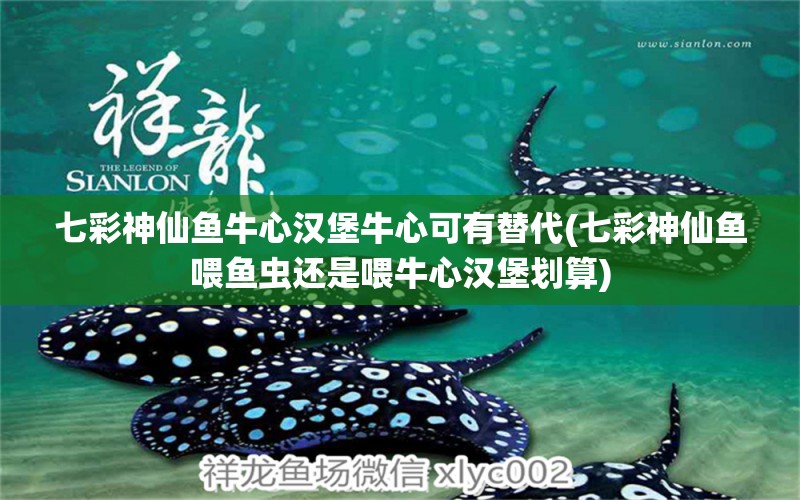 七彩神仙魚牛心漢堡牛心可有替代(七彩神仙魚喂魚蟲還是喂牛心漢堡劃算) 七彩神仙魚