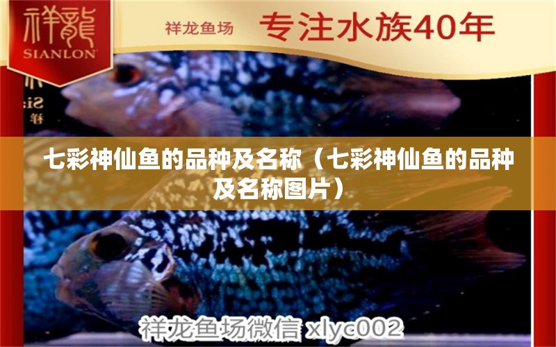 七彩神仙魚的品種及名稱（七彩神仙魚的品種及名稱圖片） 七彩神仙魚