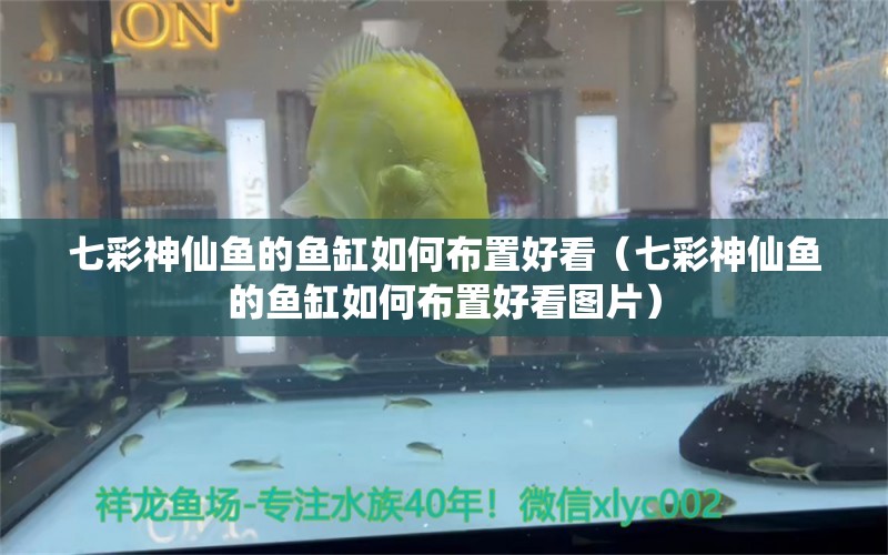 七彩神仙魚的魚缸如何布置好看（七彩神仙魚的魚缸如何布置好看圖片） 七彩神仙魚