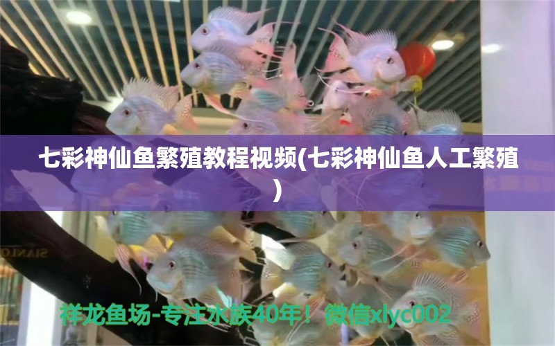 七彩神仙魚繁殖教程視頻(七彩神仙魚人工繁殖) 七彩神仙魚