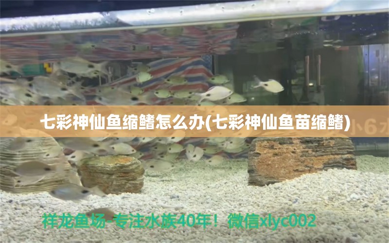 七彩神仙魚縮鰭怎么辦(七彩神仙魚苗縮鰭)