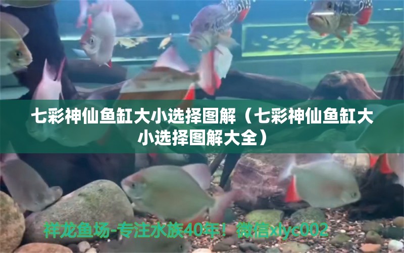 七彩神仙魚缸大小選擇圖解（七彩神仙魚缸大小選擇圖解大全） 七彩神仙魚