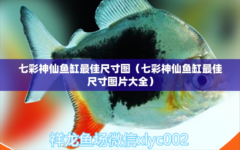 七彩神仙魚缸最佳尺寸圖（七彩神仙魚缸最佳尺寸圖片大全） 七彩神仙魚