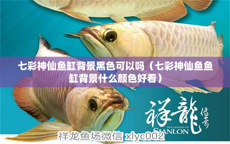 七彩神仙魚(yú)缸背景黑色可以嗎（七彩神仙魚(yú)魚(yú)缸背景什么顏色好看）