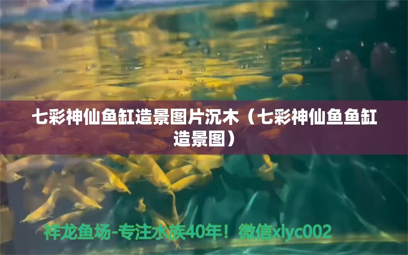 七彩神仙魚缸造景圖片沉木（七彩神仙魚魚缸造景圖）