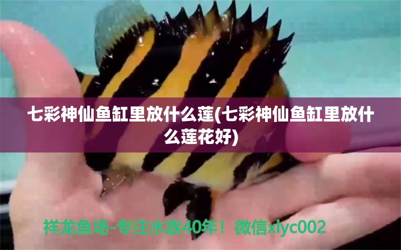 七彩神仙魚缸里放什么蓮(七彩神仙魚缸里放什么蓮花好) 七彩神仙魚