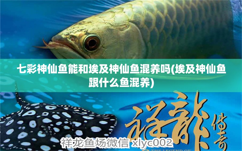 七彩神仙魚能和埃及神仙魚混養(yǎng)嗎(埃及神仙魚跟什么魚混養(yǎng)) 埃及神仙魚