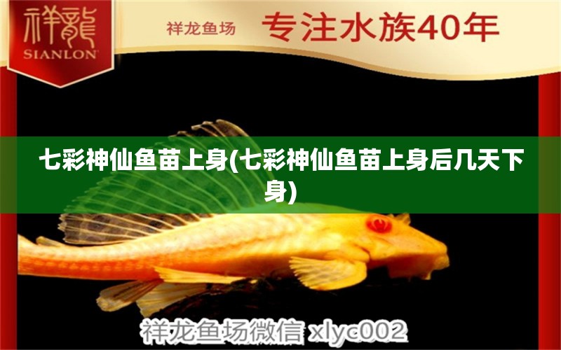 七彩神仙魚苗上身(七彩神仙魚苗上身后幾天下身) 七彩神仙魚