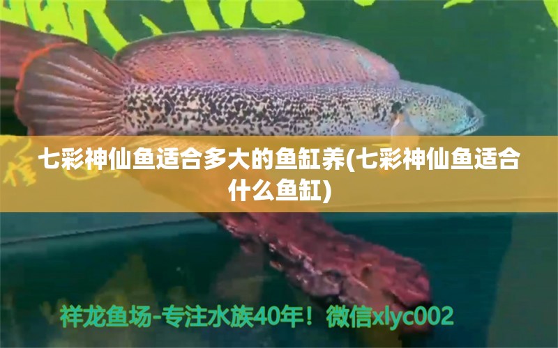 七彩神仙魚適合多大的魚缸養(yǎng)(七彩神仙魚適合什么魚缸) 七彩神仙魚