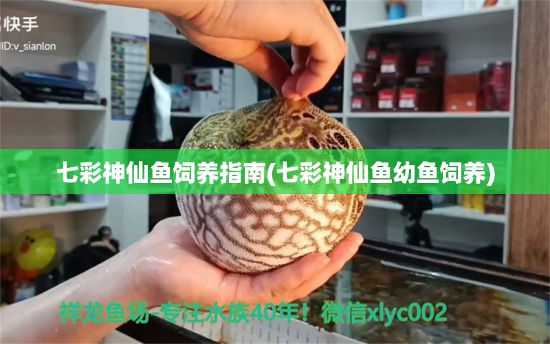 七彩神仙魚飼養(yǎng)指南(七彩神仙魚幼魚飼養(yǎng)) 七彩神仙魚