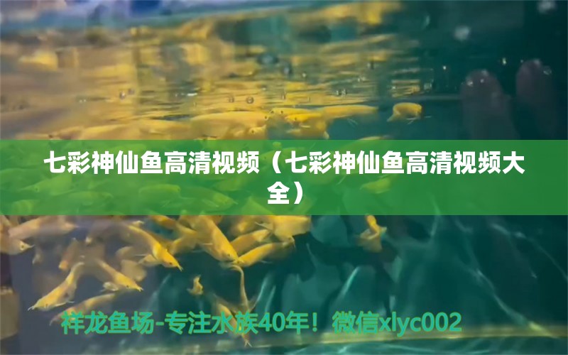 七彩神仙魚高清視頻（七彩神仙魚高清視頻大全）