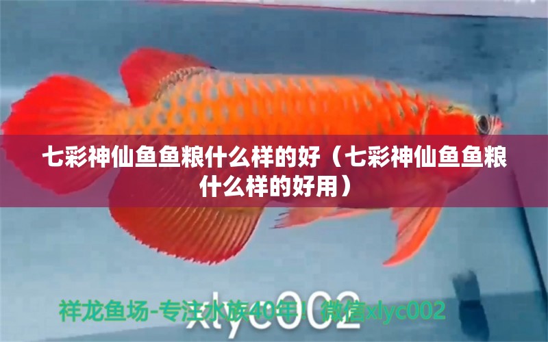 七彩神仙魚魚糧什么樣的好（七彩神仙魚魚糧什么樣的好用） 七彩神仙魚