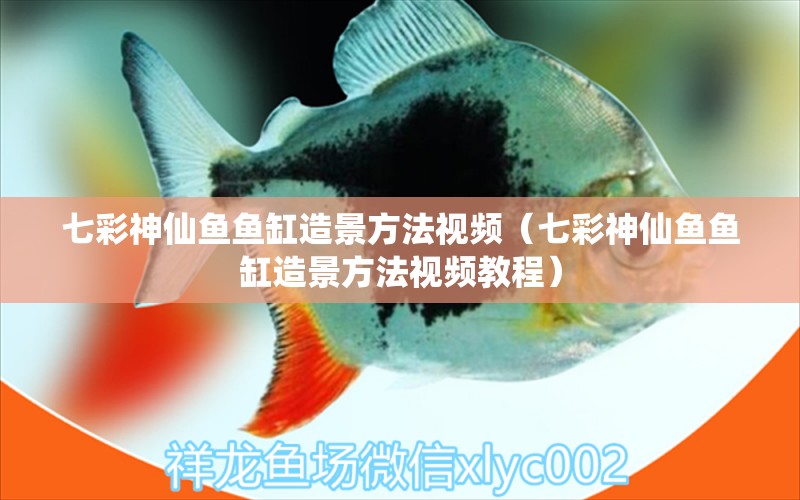 七彩神仙魚魚缸造景方法視頻（七彩神仙魚魚缸造景方法視頻教程） 七彩神仙魚