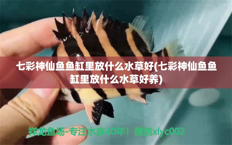 七彩神仙魚魚缸里放什么水草好(七彩神仙魚魚缸里放什么水草好養(yǎng)) 七彩神仙魚 第1張