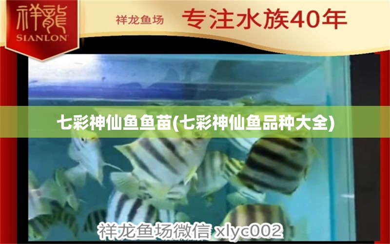 七彩神仙魚魚苗(七彩神仙魚品種大全) 七彩神仙魚 第1張