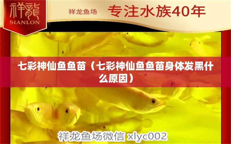 七彩神仙魚魚苗（七彩神仙魚魚苗身體發(fā)黑什么原因）