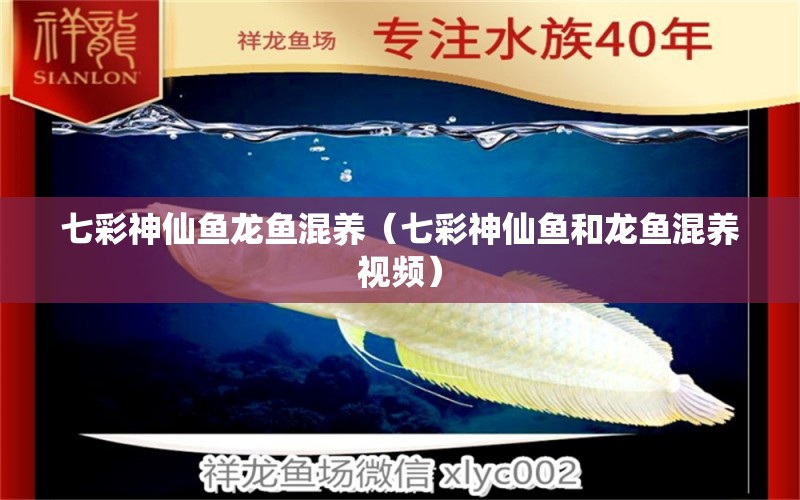 七彩神仙魚(yú)龍魚(yú)混養(yǎng)（七彩神仙魚(yú)和龍魚(yú)混養(yǎng)視頻） 七彩神仙魚(yú)