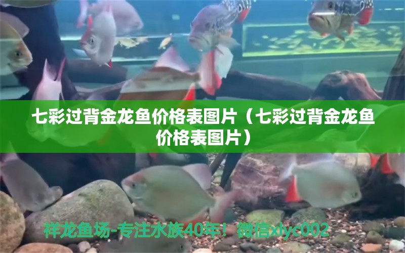 七彩過背金龍魚價(jià)格表圖片（七彩過背金龍魚價(jià)格表圖片） 過背金龍魚