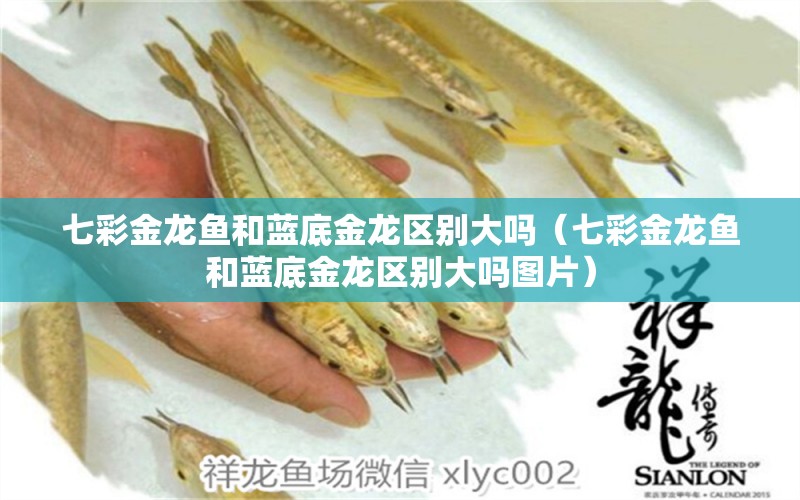 七彩金龍魚和藍(lán)底金龍區(qū)別大嗎（七彩金龍魚和藍(lán)底金龍區(qū)別大嗎圖片）