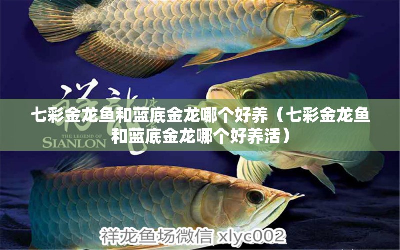 七彩金龍魚(yú)和藍(lán)底金龍哪個(gè)好養(yǎng)（七彩金龍魚(yú)和藍(lán)底金龍哪個(gè)好養(yǎng)活）