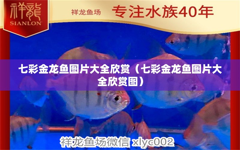 七彩金龍魚圖片大全欣賞（七彩金龍魚圖片大全欣賞圖） 祥龍水族醫(yī)院