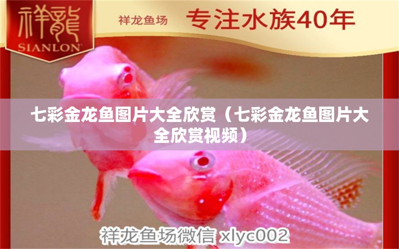 七彩金龍魚圖片大全欣賞（七彩金龍魚圖片大全欣賞視頻）