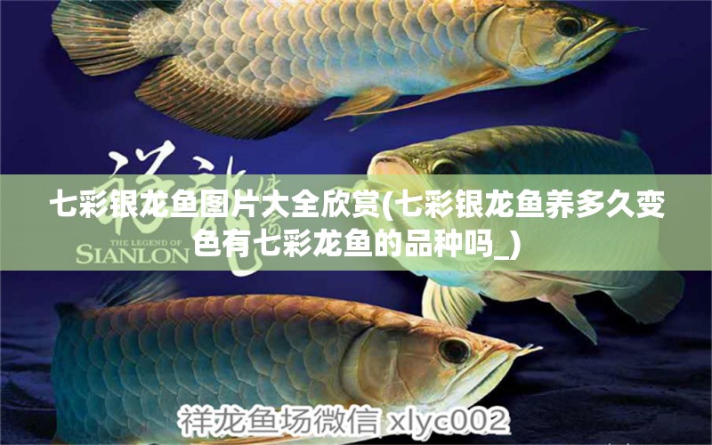 七彩銀龍魚(yú)圖片大全欣賞(七彩銀龍魚(yú)養(yǎng)多久變色有七彩龍魚(yú)的品種嗎_)