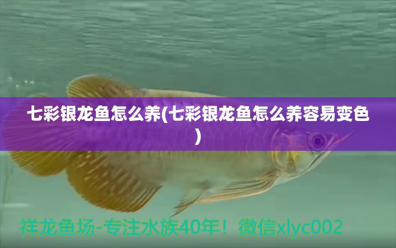 七彩銀龍魚怎么養(yǎng)(七彩銀龍魚怎么養(yǎng)容易變色) 銀龍魚