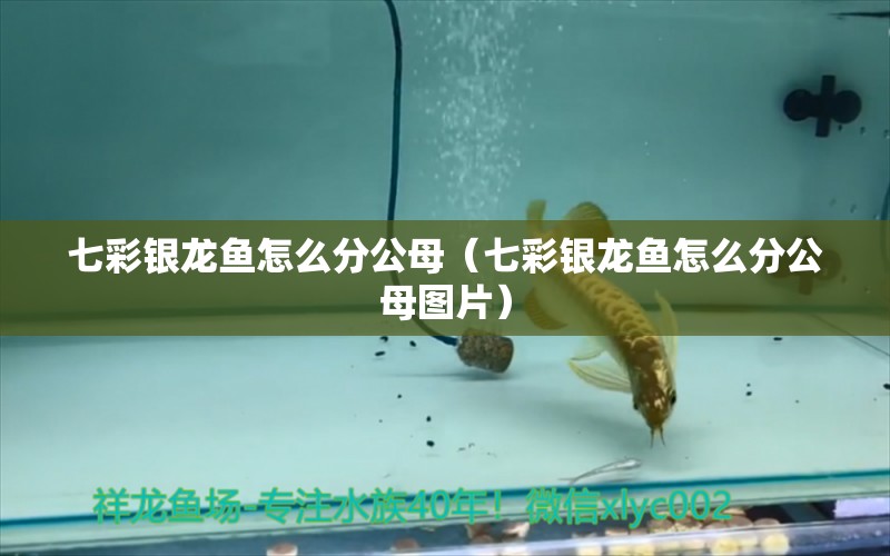 七彩銀龍魚怎么分公母（七彩銀龍魚怎么分公母圖片）