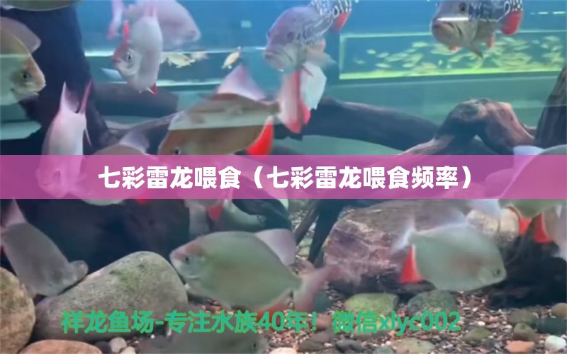 七彩雷龍喂食（七彩雷龍喂食頻率） 廣州龍魚批發(fā)市場(chǎng)