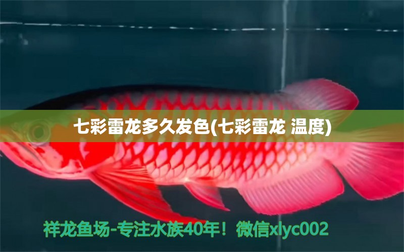 七彩雷龍多久發(fā)色(七彩雷龍 溫度) 虎斑恐龍魚