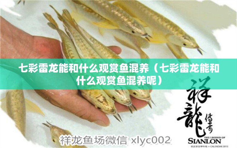 七彩雷龍能和什么觀賞魚混養(yǎng)（七彩雷龍能和什么觀賞魚混養(yǎng)呢） 廣州龍魚批發(fā)市場(chǎng)