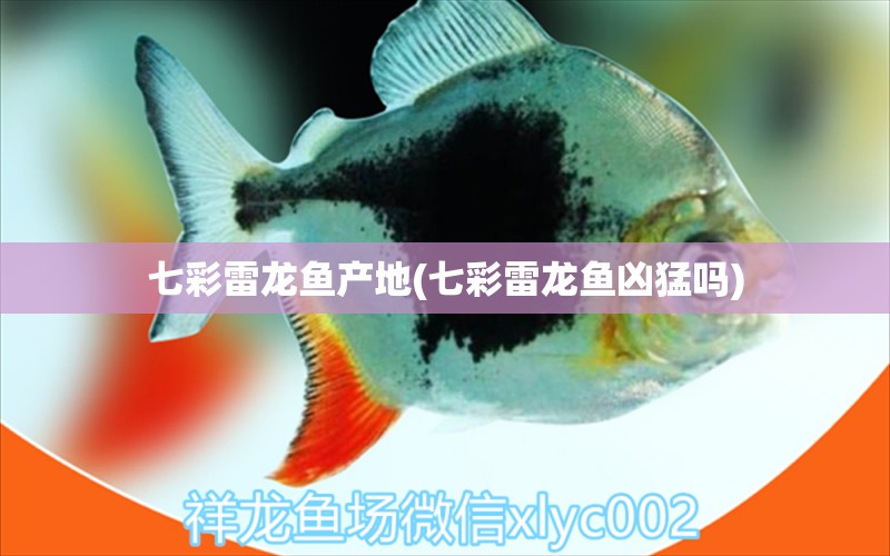 七彩雷龍魚產(chǎn)地(七彩雷龍魚兇猛嗎) 黃鰭鯧魚