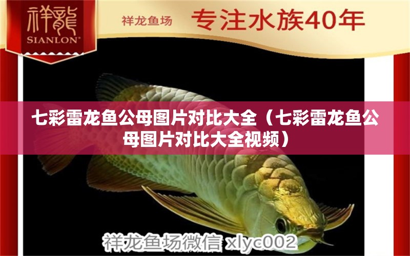 七彩雷龍魚公母圖片對比大全（七彩雷龍魚公母圖片對比大全視頻）