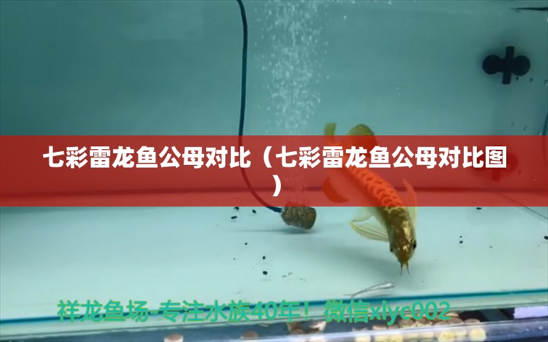 七彩雷龍魚公母對比（七彩雷龍魚公母對比圖） 廣州龍魚批發(fā)市場