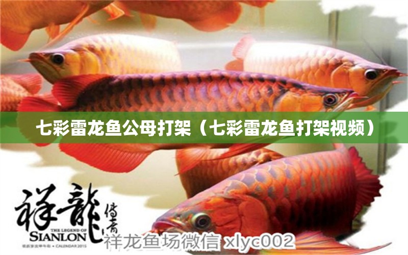 七彩雷龍魚公母打架（七彩雷龍魚打架視頻） 廣州龍魚批發(fā)市場