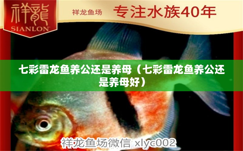 七彩雷龍魚養(yǎng)公還是養(yǎng)母（七彩雷龍魚養(yǎng)公還是養(yǎng)母好） 廣州龍魚批發(fā)市場(chǎng)