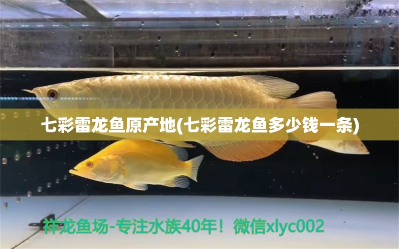 七彩雷龍魚原產(chǎn)地(七彩雷龍魚多少錢一條)